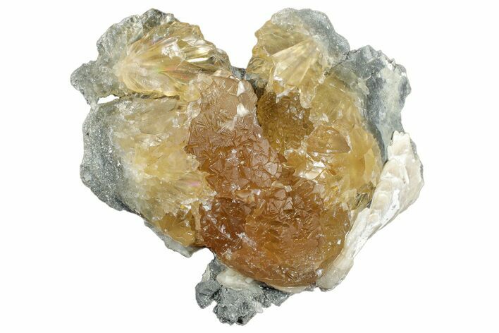 Fossil Clam (Mercenaria) w/ Fluorescent Calcite - Rucks' Pit, FL #300329